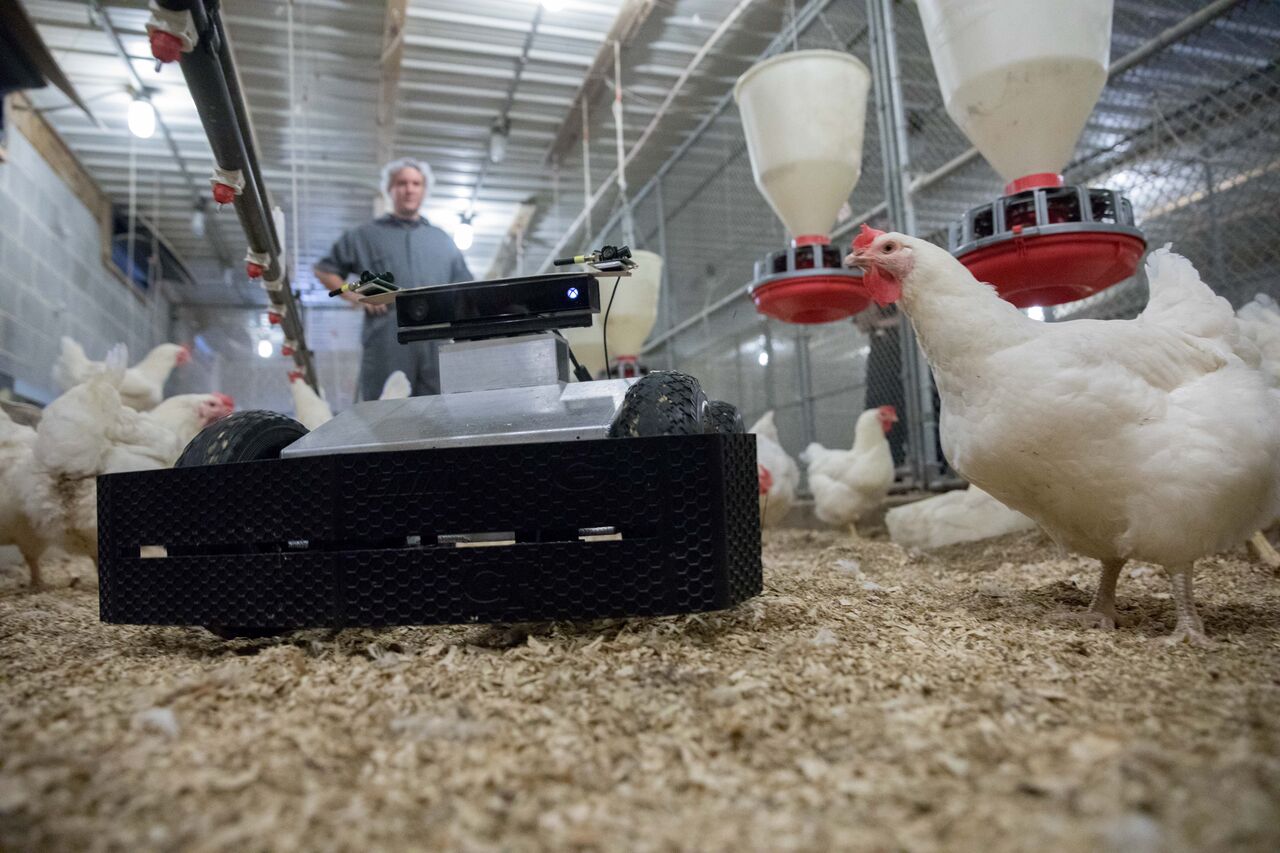 A-GTRI-robot-navigates-its-way-through-a-chicken-grow-out-house-to-search-for-eggs-and-monitor-conditions-for-the-flock-photo-credit-Branden-Camp-Georgia-Tech-Research-Institute