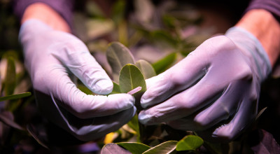 photo: gloved hands of researcher attaching sensor to peanut leaf.